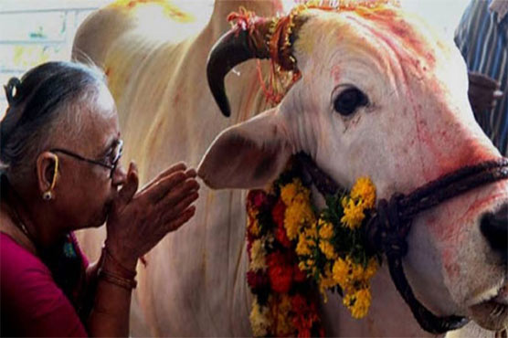بھارت: پوجا کے دوران گائے سونے کی چین نگل گئی