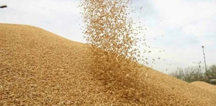 کیڑے والی گندم کی امپورٹ پر ہلچل مچ گئی